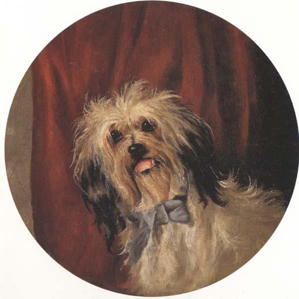  The Artist's Dog (mk42)